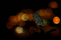 Vyrecek maly - Otus scops - European Scops-Owl 8978